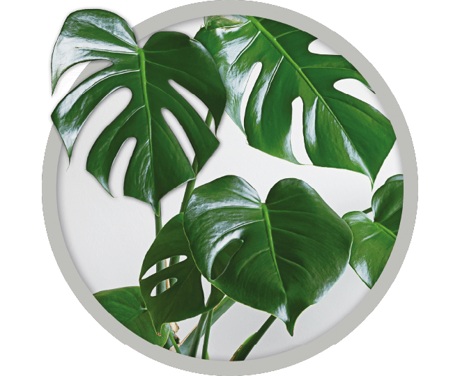 bebe-plante-monstera-deciosa-2026 bebe-plante-monstera-deciosa-2026