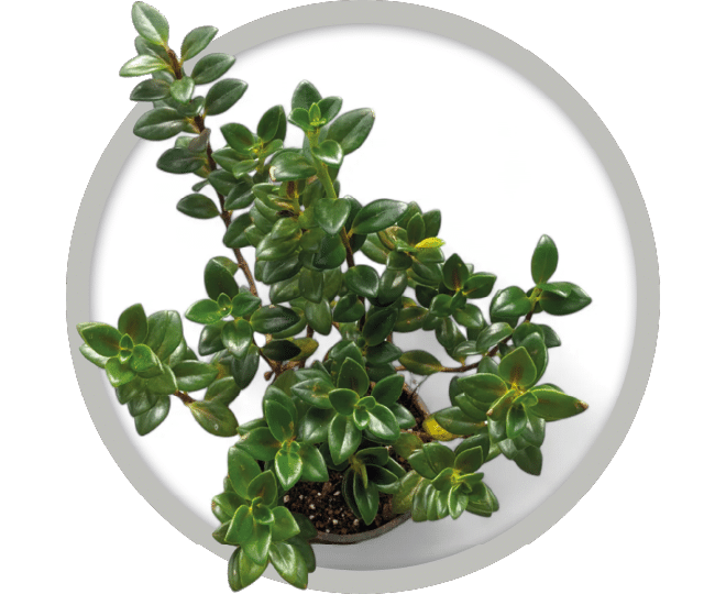 bebe-plante-nemathanthus-goldfish-2026 bebe-plante-nemathanthus-goldfish-2026