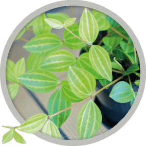 bebe-plante-peperomia-angulata-2026