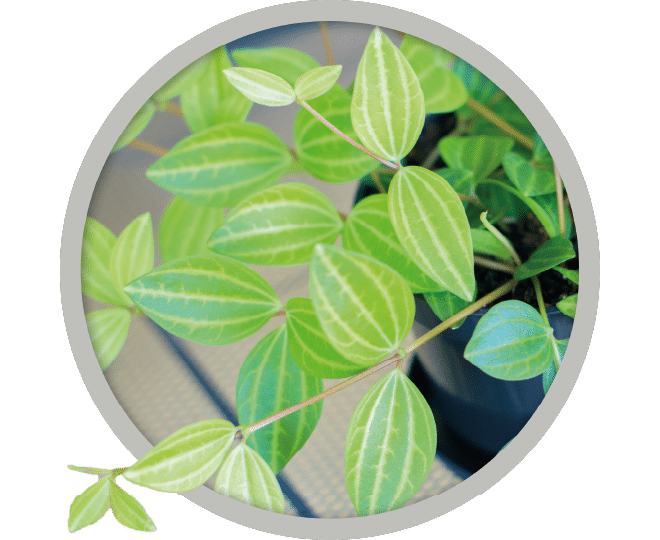 bebe-plante-peperomia-angulata-2026 bebe-plante-peperomia-angulata-2026