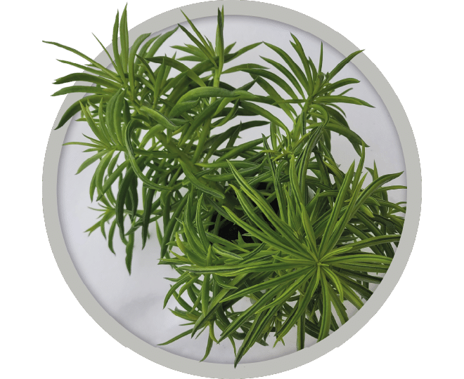 bebe-plante-peperomia-happy-bean-2026 bebe-plante-peperomia-happy-bean-2026