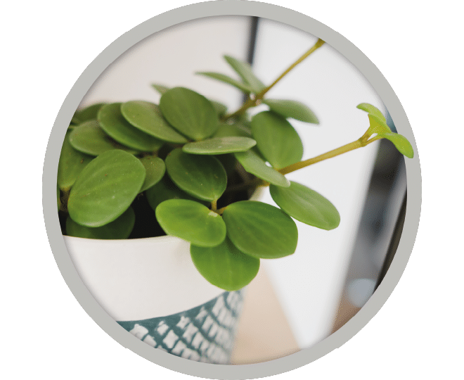 bebe-plante-peperomia-hope-2026 bebe-plante-peperomia-hope-2026