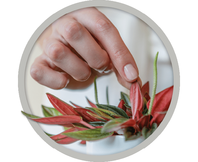 bebe-plante-peperomia-rosso-2026 bebe-plante-peperomia-rosso-2026