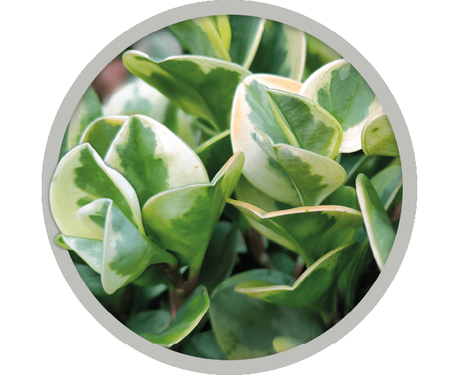 bebe-plante-peperomia-variegata-2026 bebe-plante-peperomia-variegata-2026