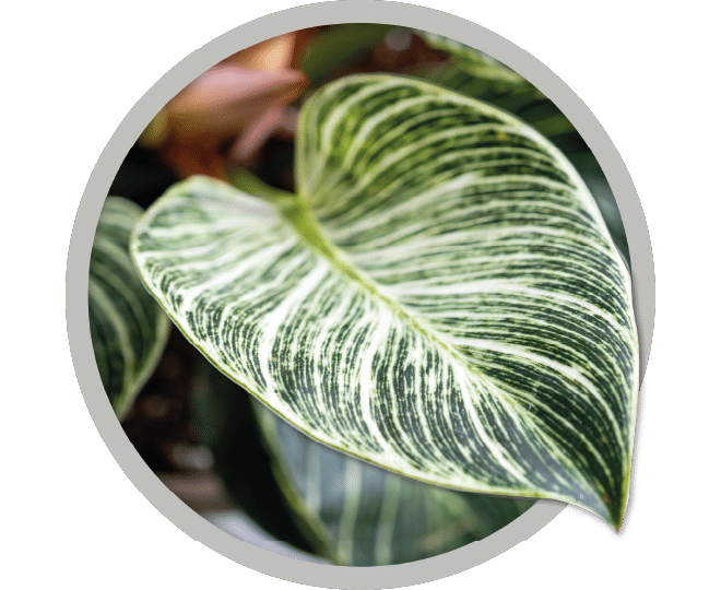 bebe-plante-philodendron-birkin-2026 bebe-plante-philodendron-birkin-2026