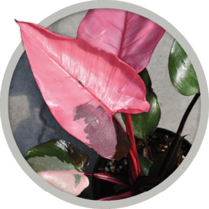 bebe-plante-philodendron-pink-princess-2026