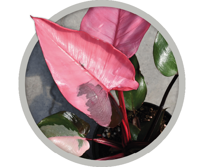 bebe-plante-philodendron-pink-princess-2026 bebe-plante-philodendron-pink-princess-2026