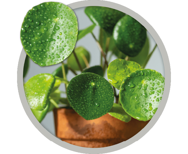 bebe-plante-piela-peperomioides-2026 bebe-plante-piela-peperomioides-2026