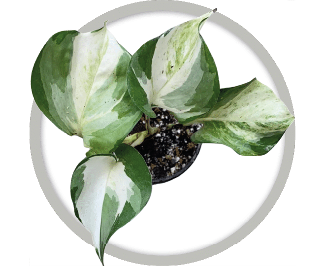 bebe-plante-pothos-manjula-2026 bebe-plante-pothos-manjula-2026