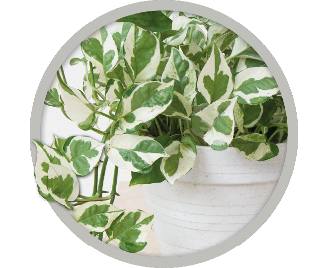 bebe-plante-pothos-njoy-2026 bebe-plante-pothos-njoy-2026