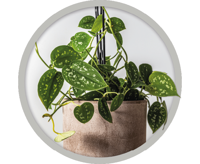 bebe-plante-scindapsus-exotica-2026 bebe-plante-scindapsus-exotica-2026