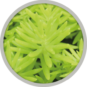 bebe-plante-sedum-hispanicum-2026