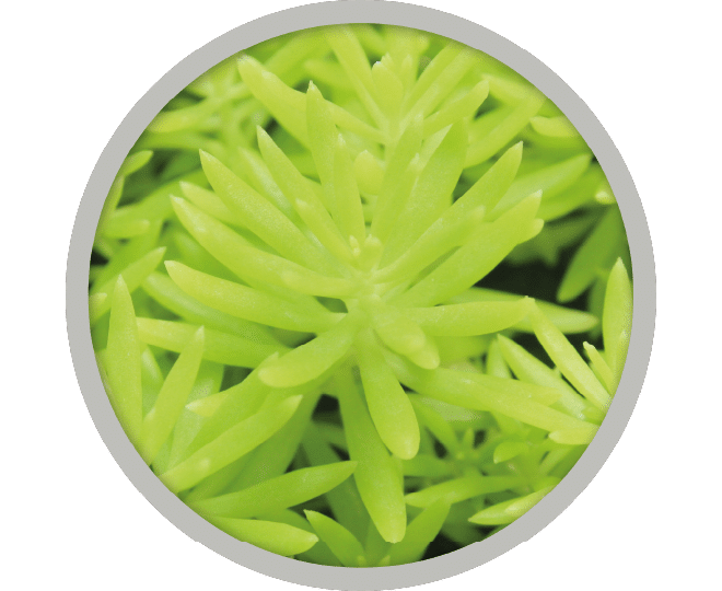 bebe-plante-sedum-hispanicum-2026 bebe-plante-sedum-hispanicum-2026