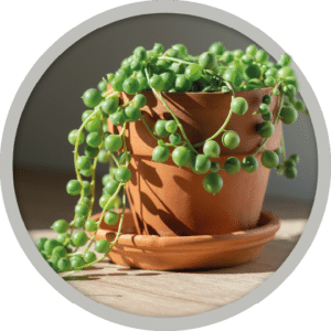 bebe-plante-senecio-chaine-de-perles-2026