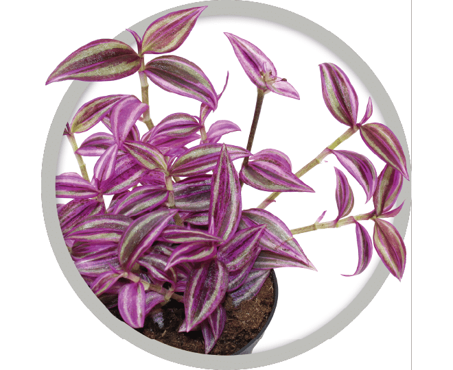 bebe-plante-tradescantia-pink-paradise-2026 bebe-plante-tradescantia-pink-paradise-2026