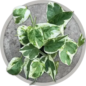 BB-pothos-pearl-jade