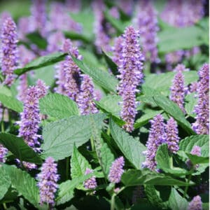 agastache-fenouil
