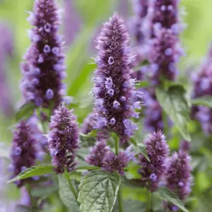 agastache-terre-promise