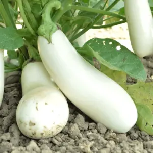 aubergine-casper-terre-promise