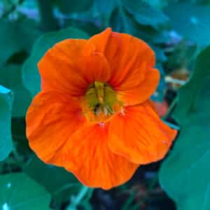 capucine-en-melange