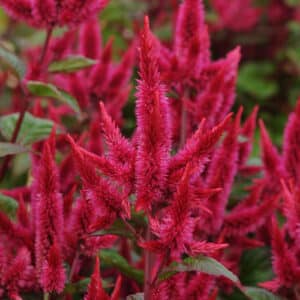 celosie-asian-garden