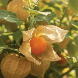 cerise-de-terre-terre-promise