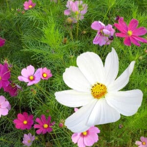 cosmos-sensation-mix
