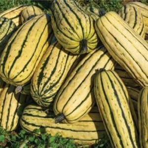 courge-delicata