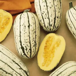 courge-delicata-terre-promise