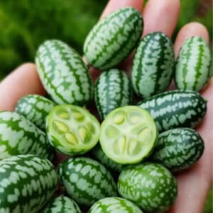 cucamelon