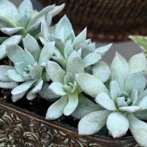 echeveria-urban-mix