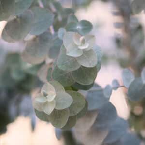 eucalyptus-silver-dollard