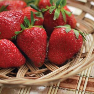 fraise-fresca