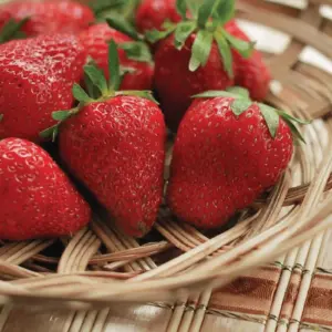 fraise-fresca-terre-promise