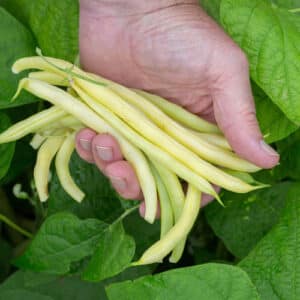 PHOTO POTAGER PRODUCTION – Haricot nain Gold Rush