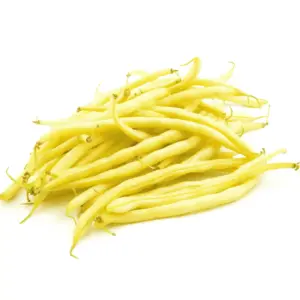 haricot-goldbush-terre-promise