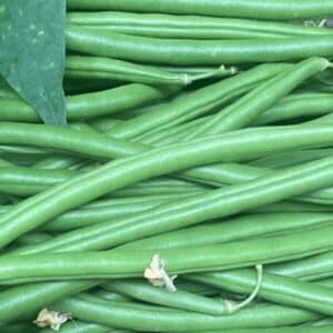 haricot-grimpant-seychelles-phaseolus-vulgaris