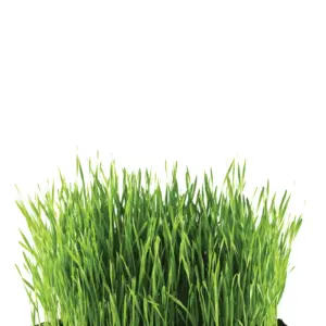 herbe-a-chat-terre-promise