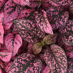 hypoestes-en-melange