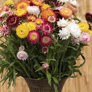 immortelle-en-melange