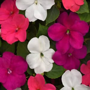 impatiens-beacon-mix