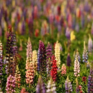 Images Articles Terre promise – 24