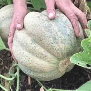 melon-montreal-terre-promise