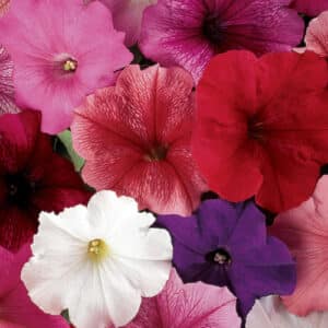 petunia-madness-mix