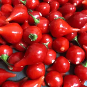 piment-biquinho-terre-promise