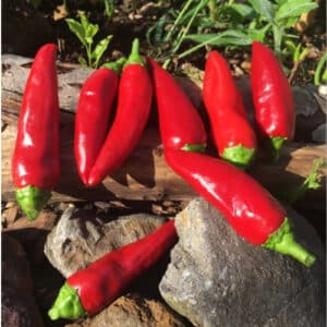 piment-gorria-espelette