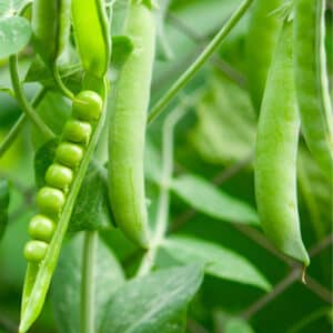 Création sans titre – Pois petite merveille