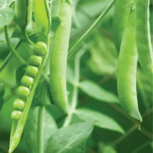 pois-petite-merveille-terre-promise