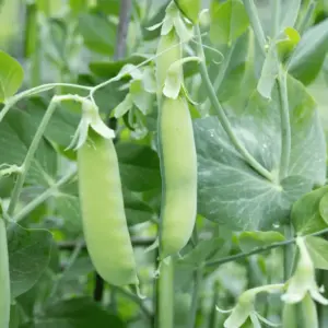 pois-sugar-snap-terre-promise