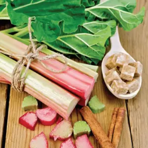 rhubarbe-terre-promise